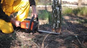 Best Tree Mulching  in Mound, MN