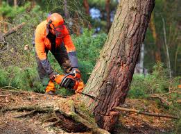 Best Stump Grinding and Removal  in Mound, MN