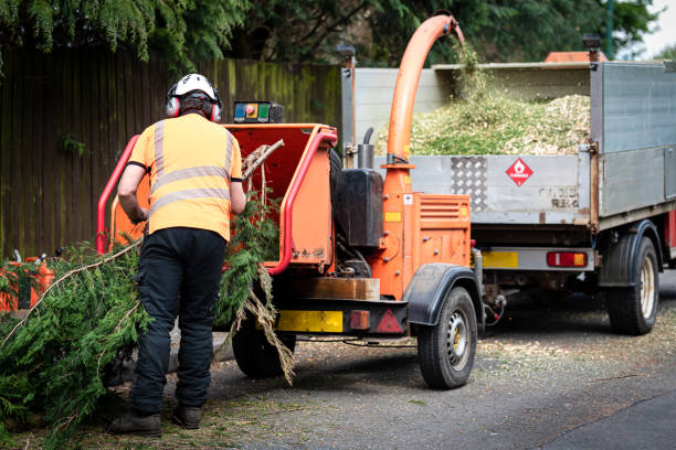 Best Tree Trimming and Pruning  in Mound, MN