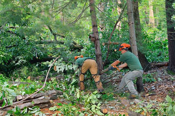 Best Tree Risk Assessment  in Mound, MN