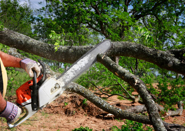 Best Arborist Consultation Services  in Mound, MN